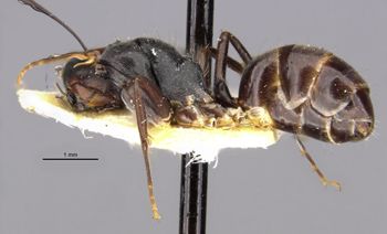 Media type: image;   Entomology 22793 Aspect: habitus lateral view